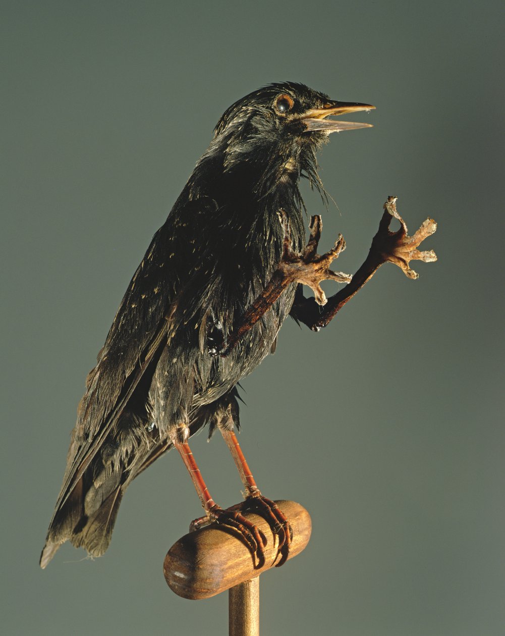 Un oiseau secrétaire : Le compagnon de la sorcière - Unbekannt Unbekannt