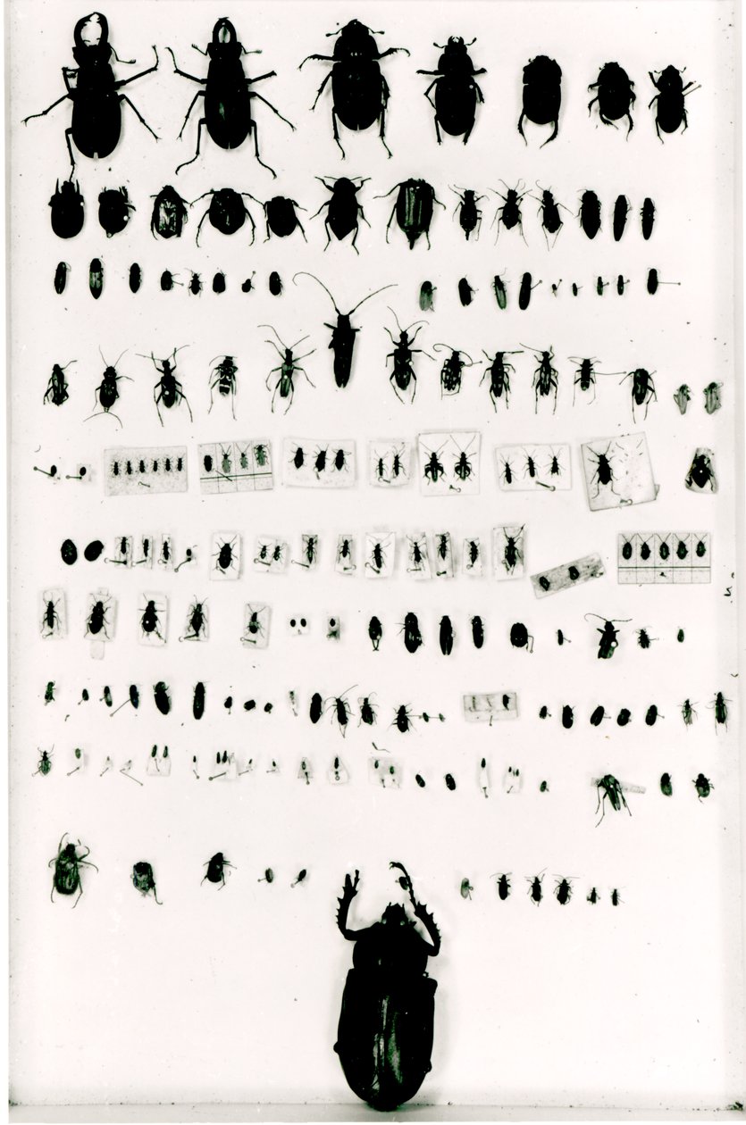 Collection d