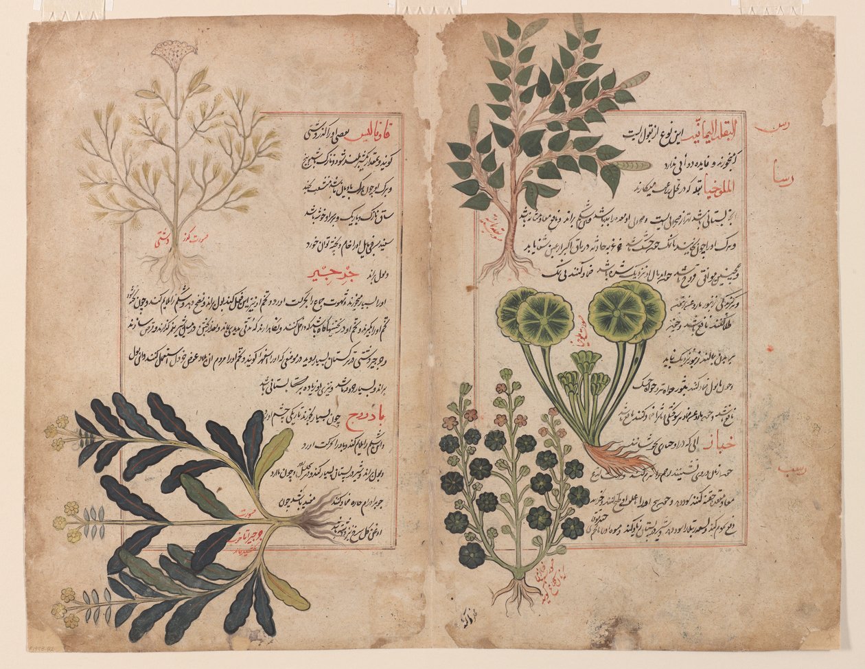 Double folio du Kitab-i hashaish (Le livre des herbes) - Unbekannt Unbekannt
