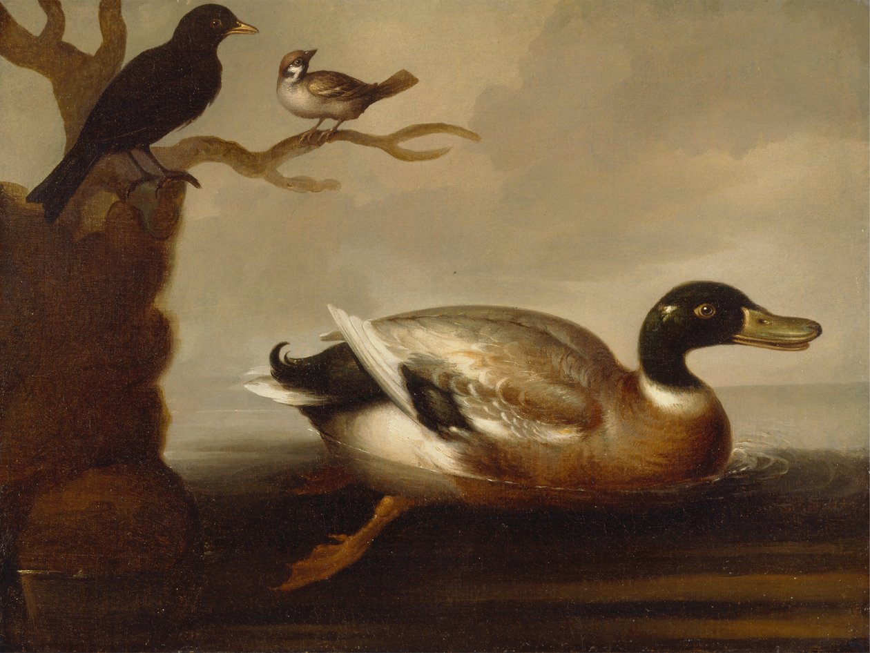 Canard colvert et autres oiseaux - Unbekannt Unbekannt
