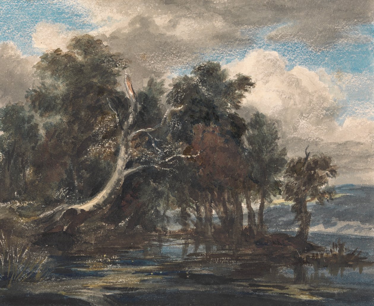 Arbres près d