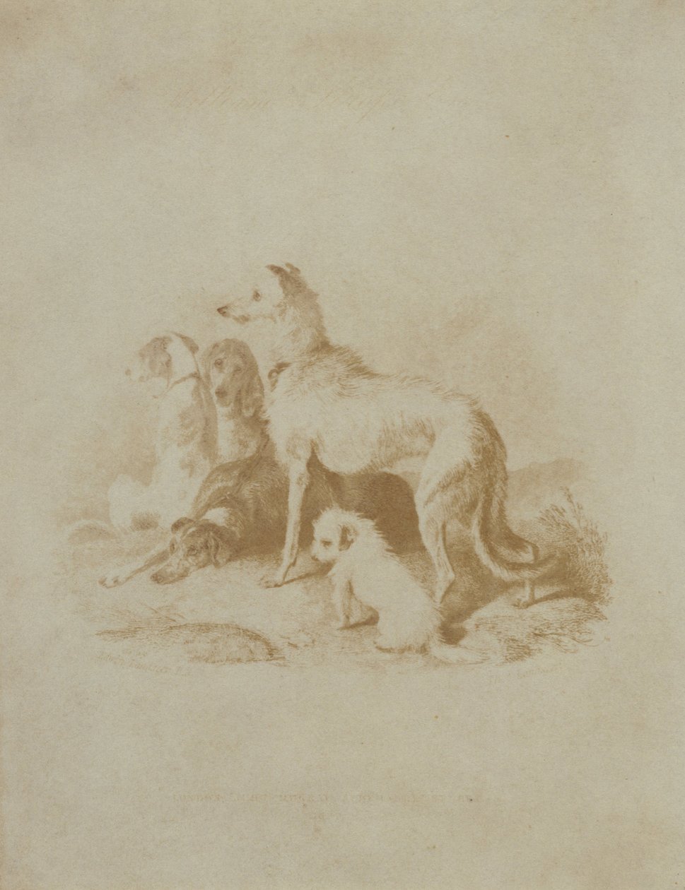 Groupe de cinq chiens - Unbekannt Unbekannt