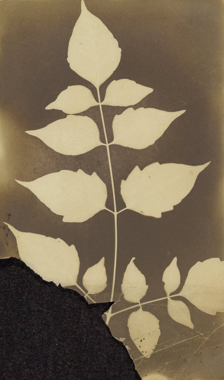 Branche avec feuilles - Unbekannt Unbekannt