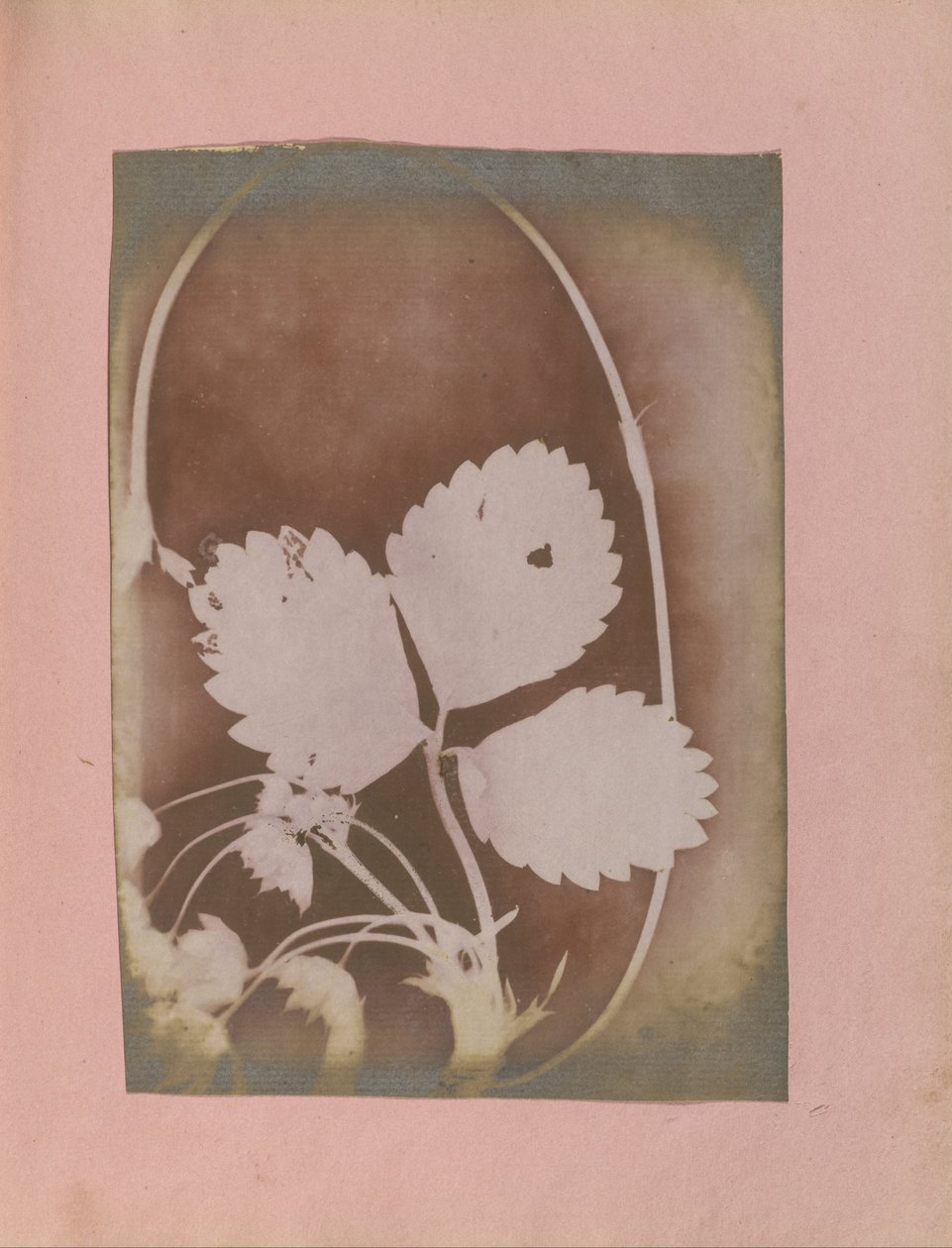 Inconnu, britannique, actif en Inde vers 1843 - Branche de plante avec feuilles et fleurs - Unbekannt Unbekannt