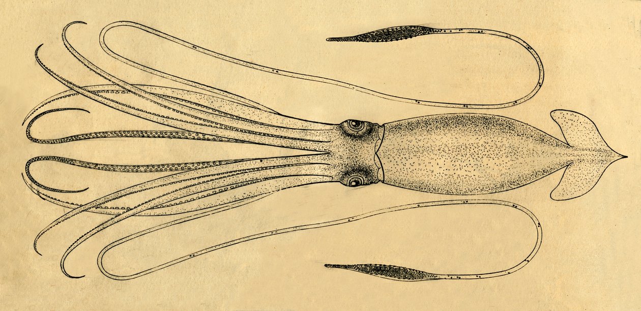 Diagramme du calmar géant, 1881 - Unbekannt