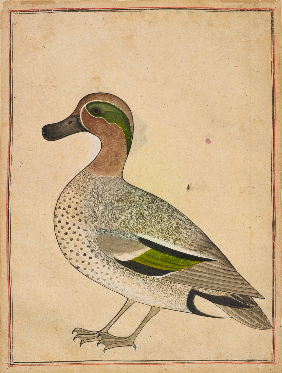 Sarcelle à ailes vertes, vers 1730 - Unbekannt