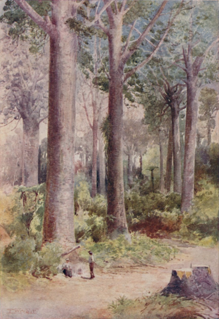 Une forêt de Kauri, 1923 - Unbekannt