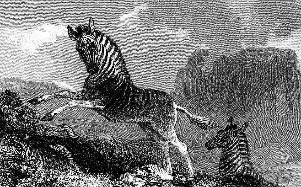 Un quagga, 1815 - Unbekannt