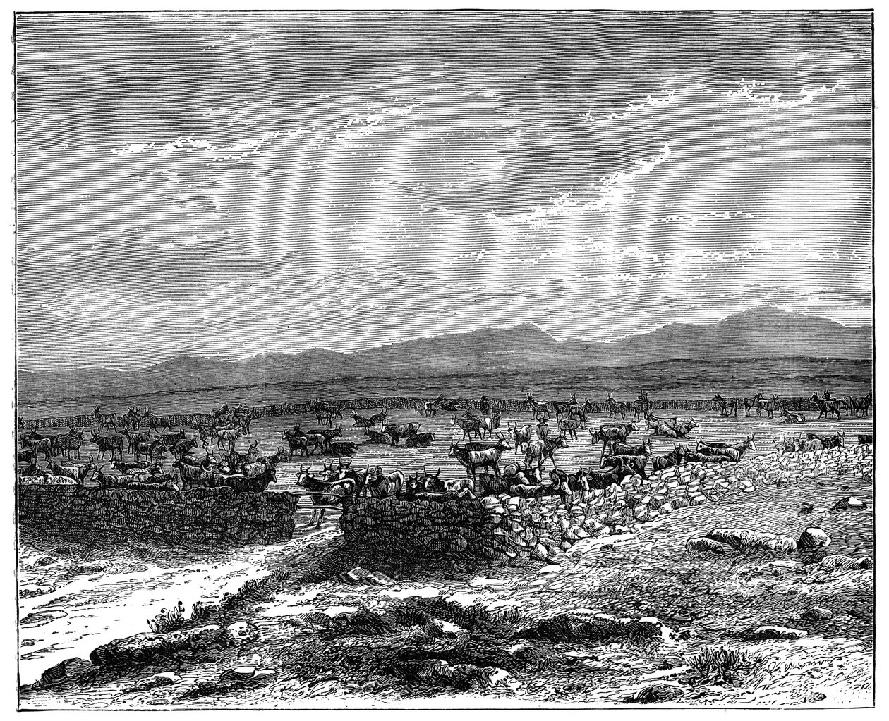 Un kraal de bétail sud-africain, vers 1890 - Unbekannt