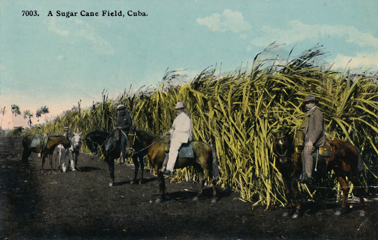 Champ de canne à sucre, Cuba, 1912 - Unbekannt