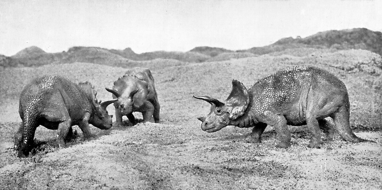 Un groupe de tricératops - Unbekannt