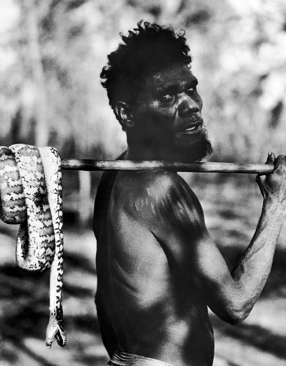 Aborigène avec serpent - Unbekannt