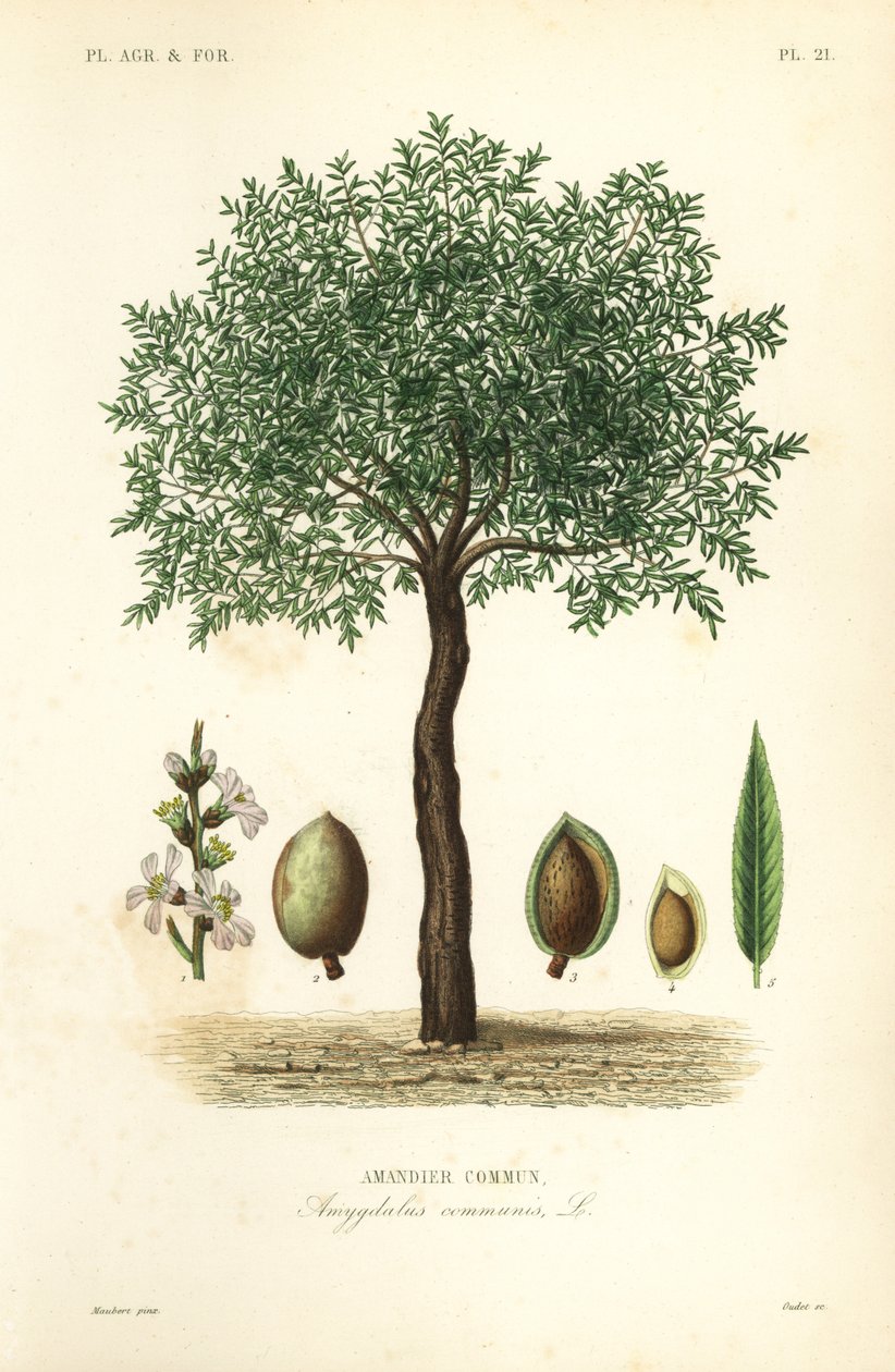 Amandier, Prunus dulcis, Amandier commun - Unbekannt