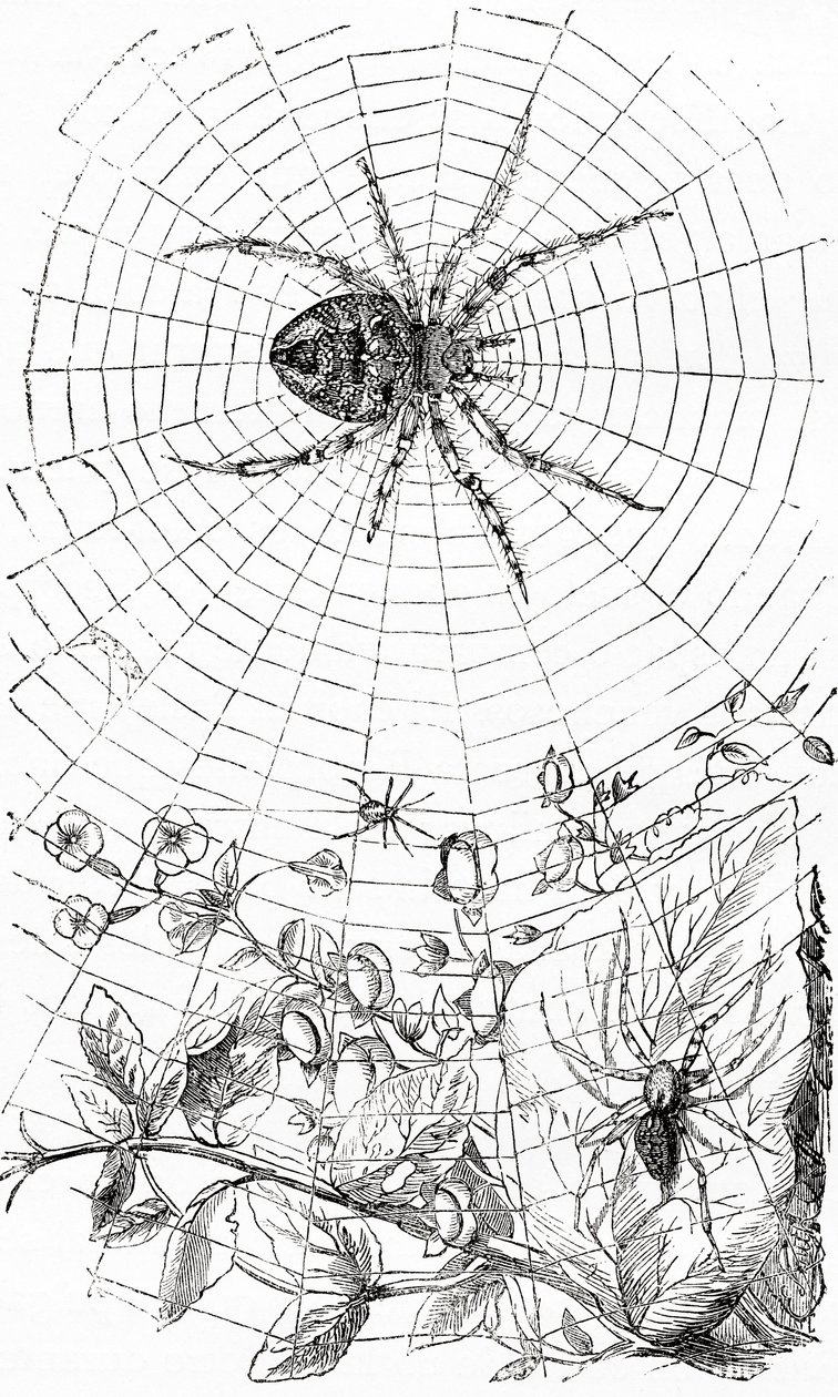 Une araignée tisseuse ou aranéide. - Unbekannt