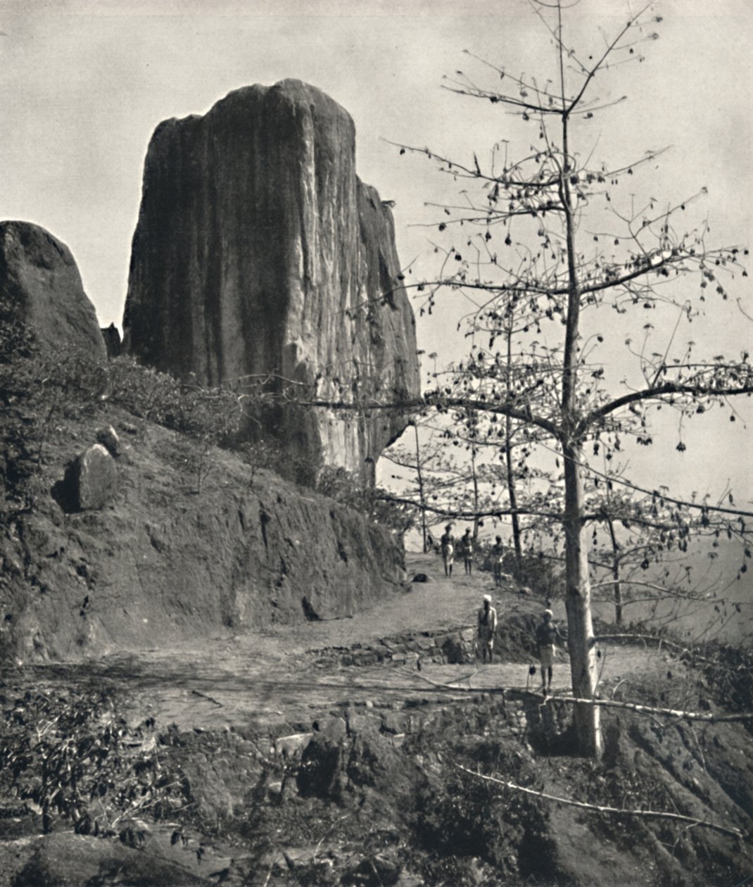 Baumwollbaum Bombax malabaricum mit reifen Samen, 1926 - Unbekannt