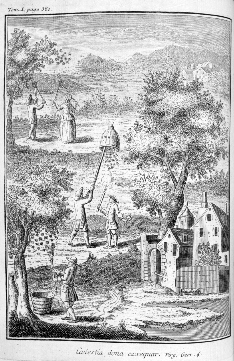 Apiculture, 1775 - Unbekannt