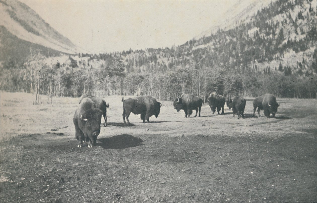 Bison, 1916 - Unbekannt