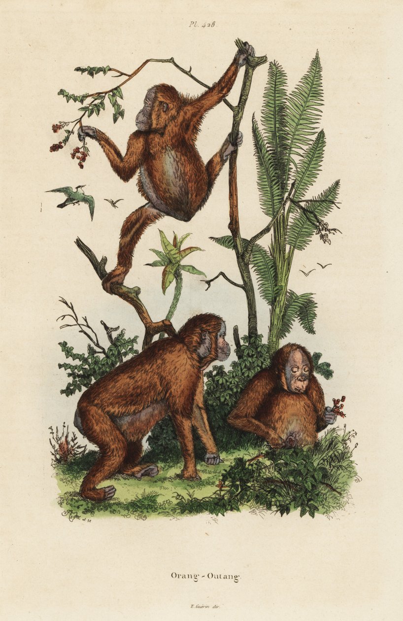 Orang-outans de Bornéo, Pongo pygmaeus - Unbekannt