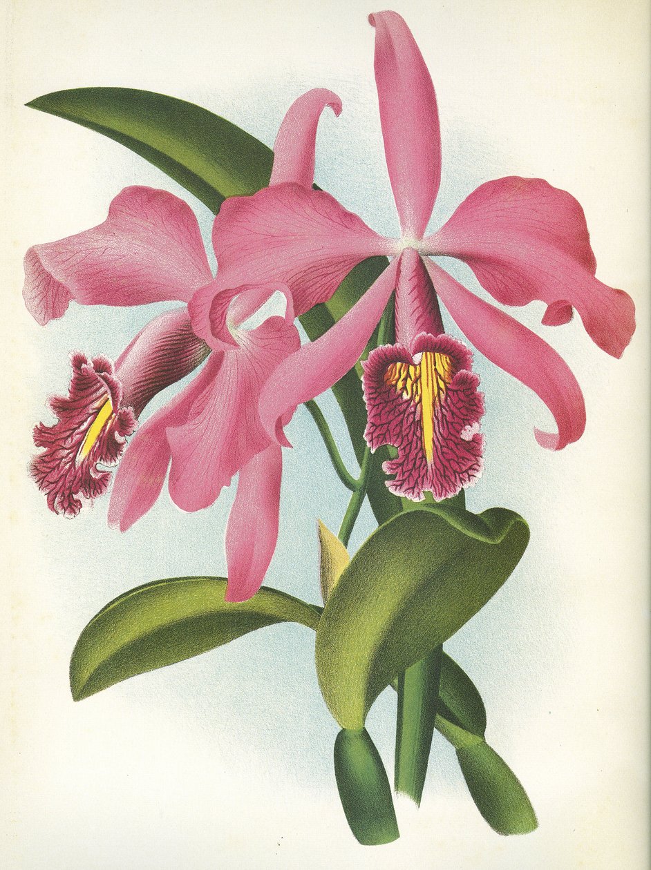 Planche botanique : Cattleya maxima var. Malouana - Unbekannt
