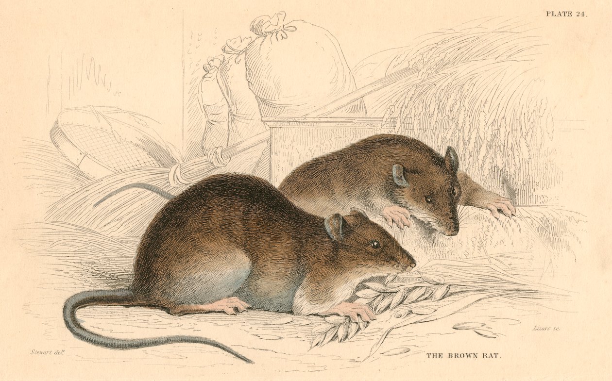Rat brun Rattus rattus, 1828 - Unbekannt