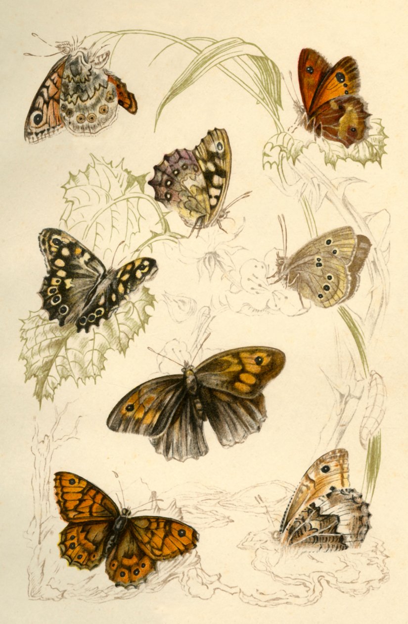 Papillons, 19ème siècle - Unbekannt