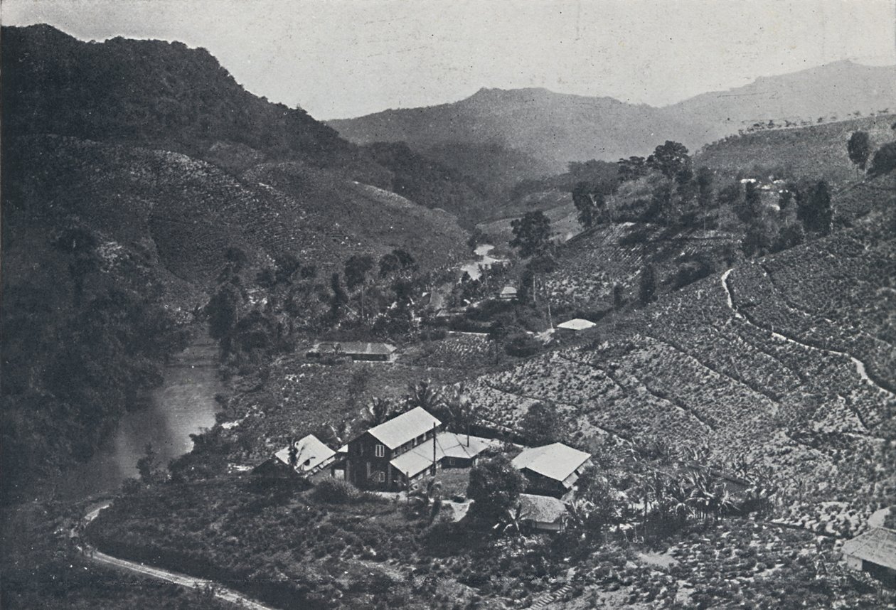 Plantation de thé cinghalaise, 1924 - Unbekannt