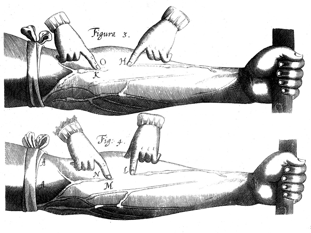 Circulation du sang, 1628 - Unbekannt