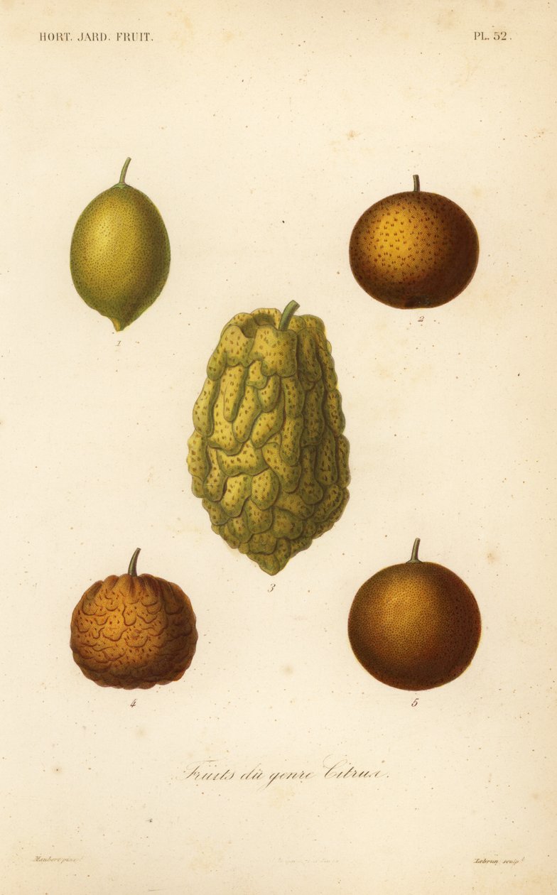Fruits du genre citrus - Unbekannt
