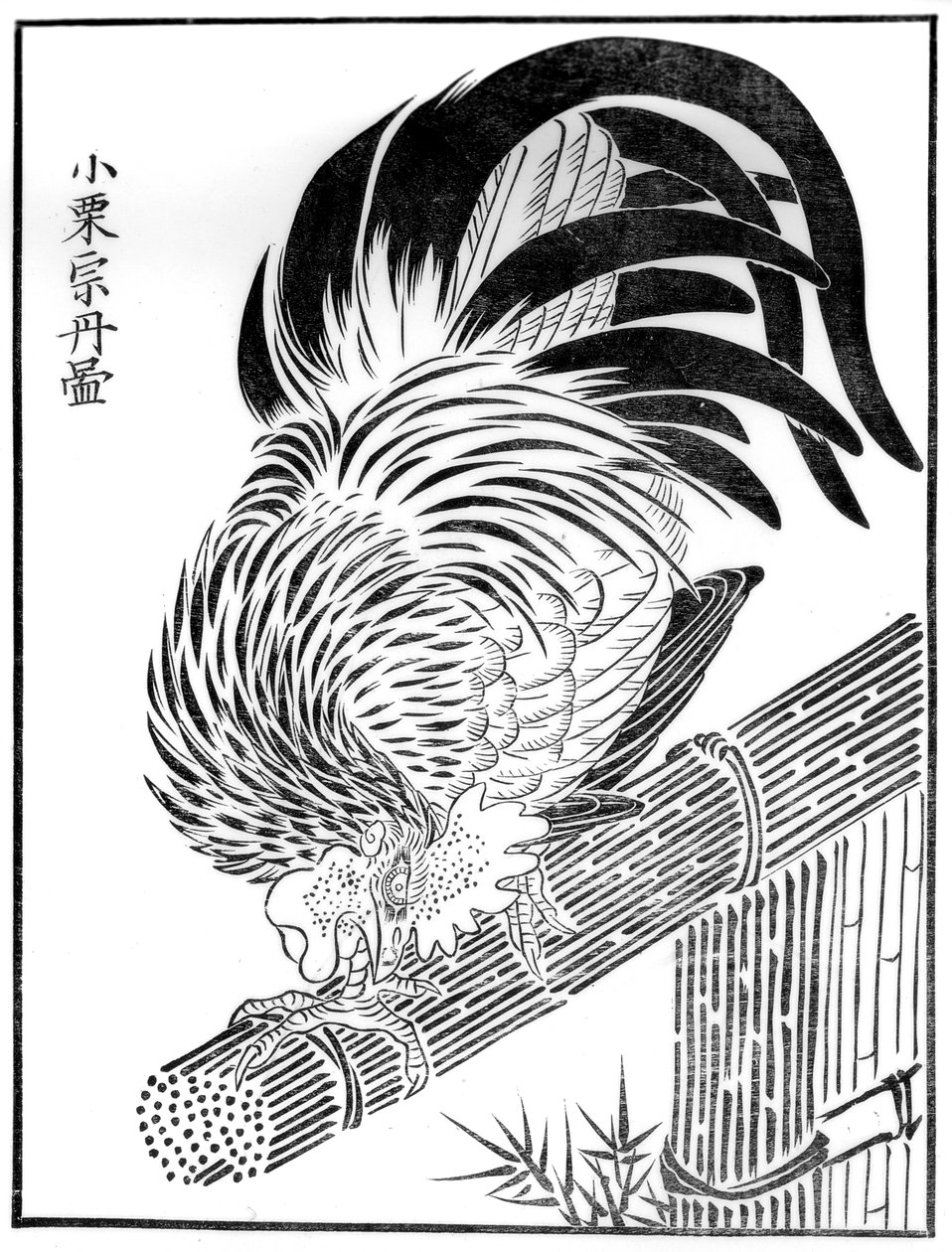 Coq - Unbekannt