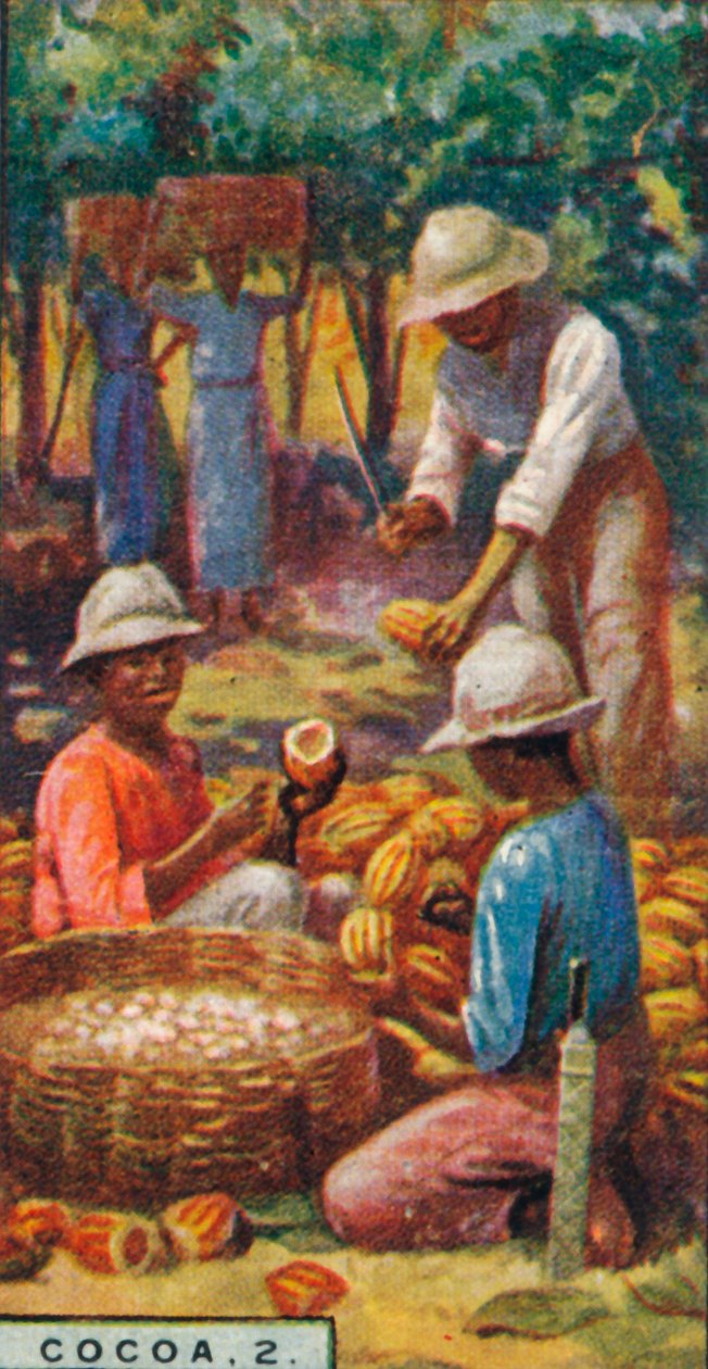 Cacao, 2. - Ouverture des gousses, Trinidad, 1928 - Unbekannt