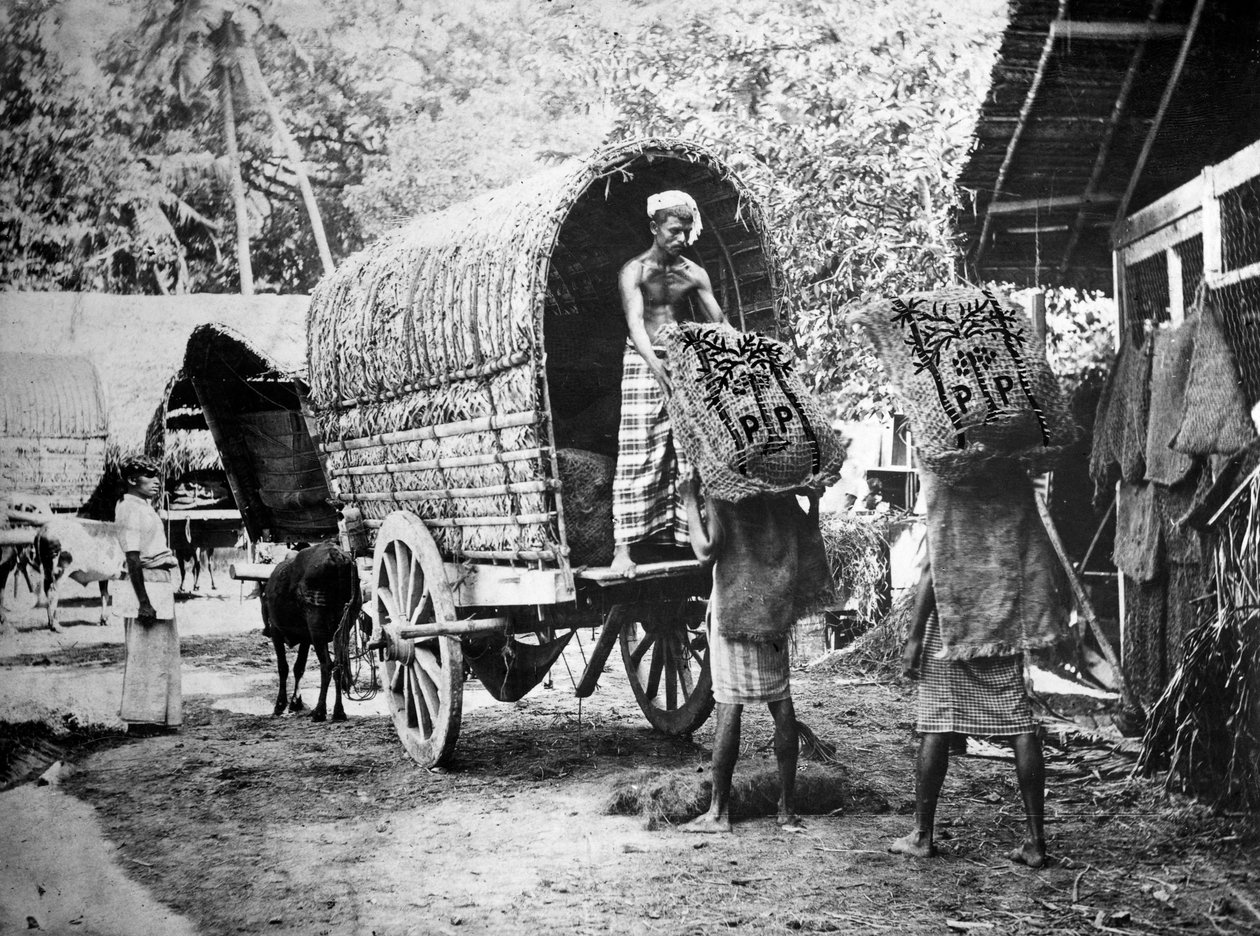 Production de noix de coco, Inde, XXe siècle - Unbekannt