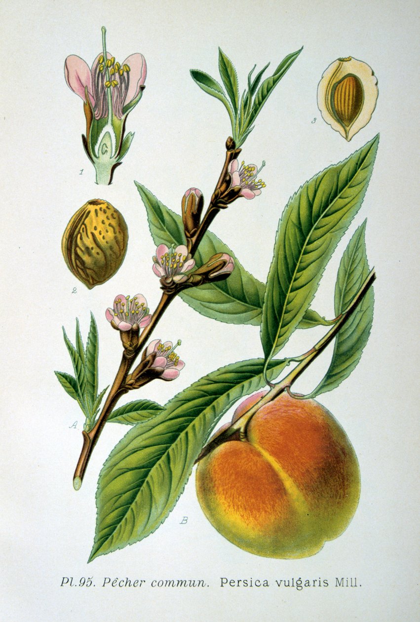 Pêche commune, 1893 - Unbekannt