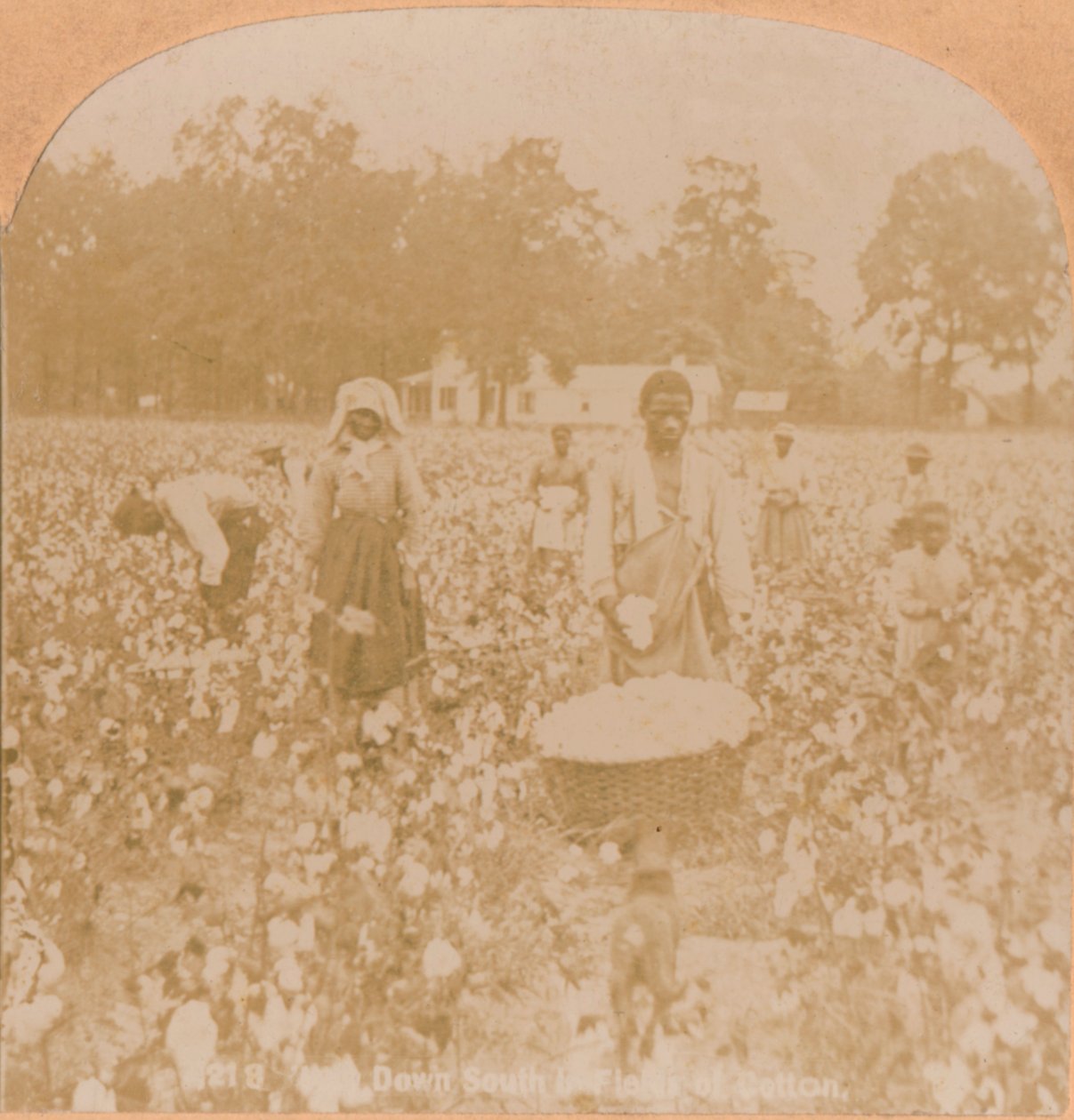 Cueillette de coton, c1900 - Unbekannt