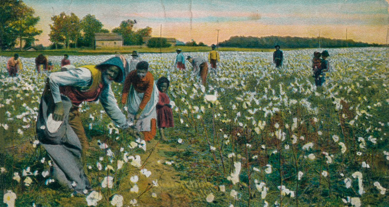 Cueillette de coton, Augusta, Géorgie, vers 1900 - Unbekannt