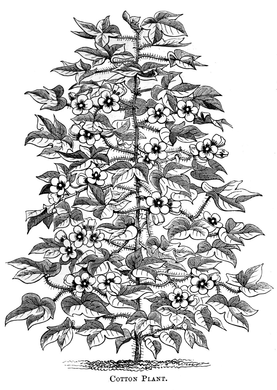 Plant de coton, c1880 - Unbekannt