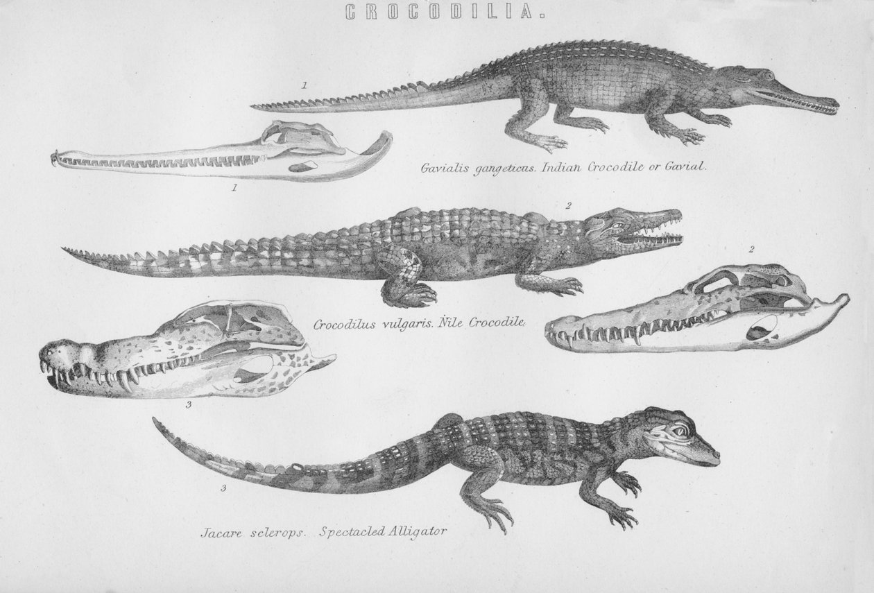 Crocodilia, 19ème siècle - Unbekannt