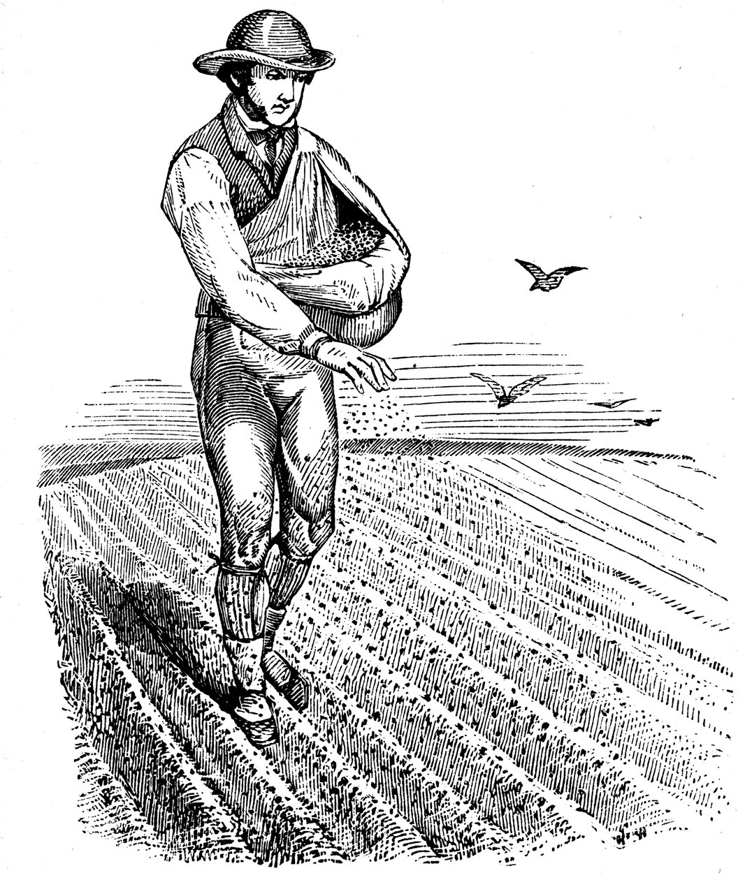 Rotation des cultures : semis à la volée, 1855 - Unbekannt
