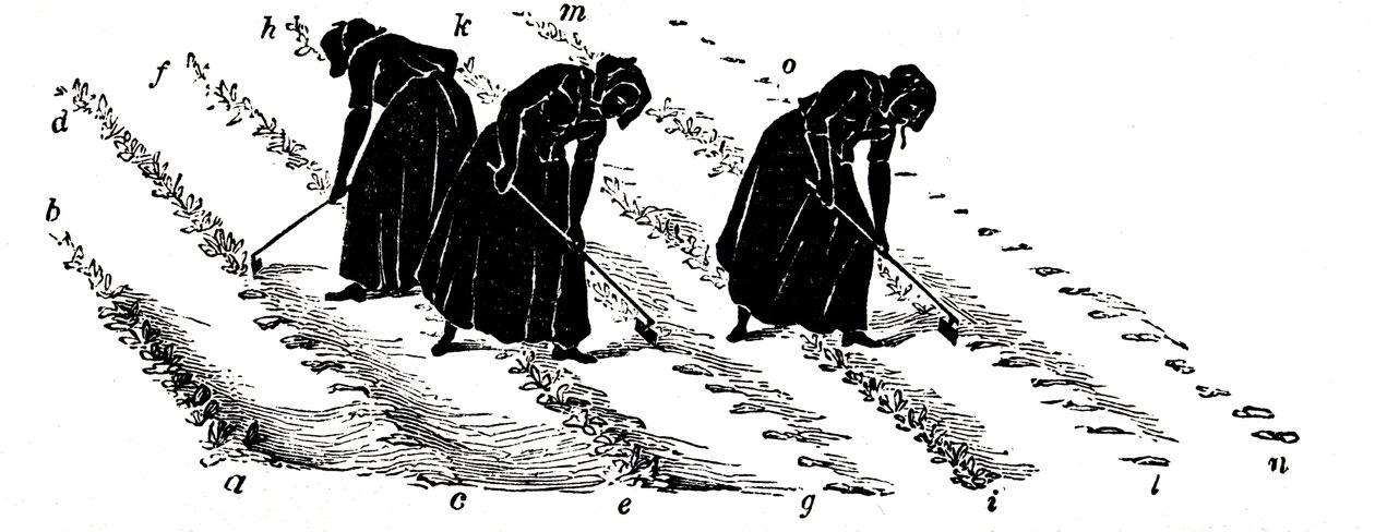 Rotation des cultures : femmes éclaircissant les navets, 1855 - Unbekannt