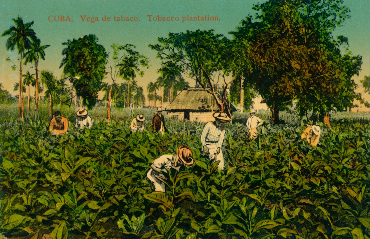 Cuba. Vega de tabac. Plantation de tabac, vers 1920 - Unbekannt