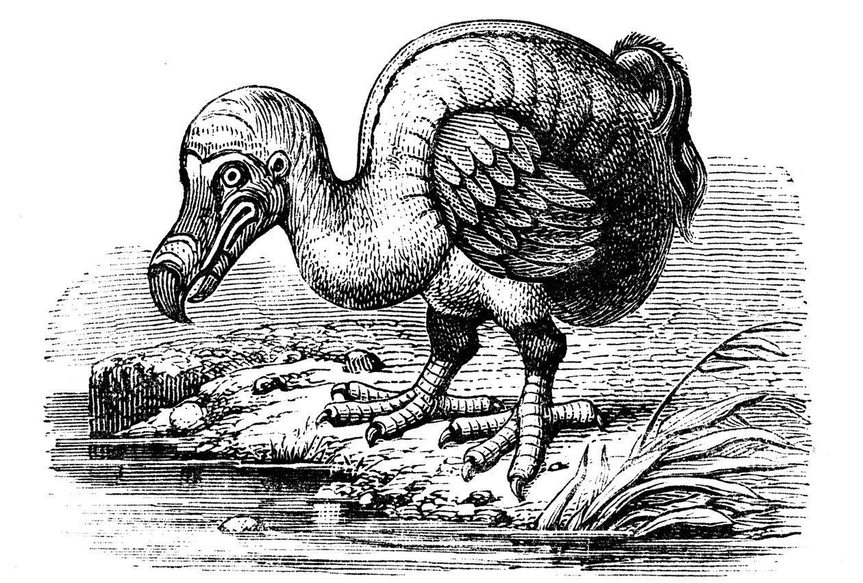 Dodo, 1884 - Unbekannt