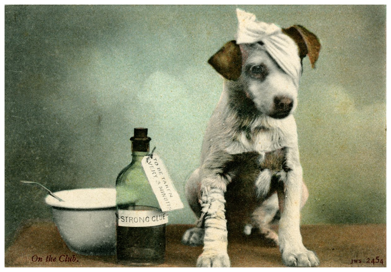 Chien en bandages - Unbekannt