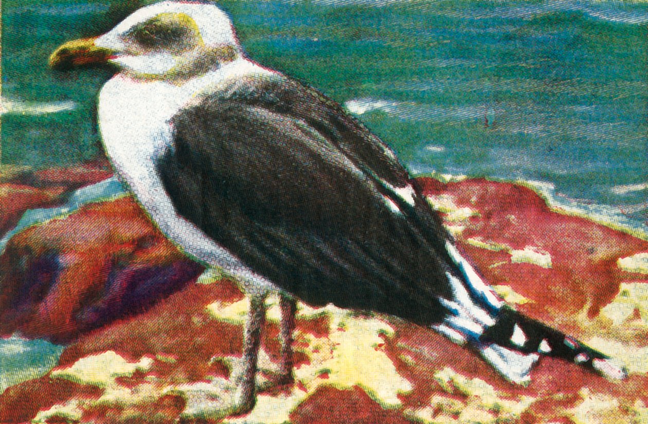 Goéland dominicain, c1928 - Unbekannt