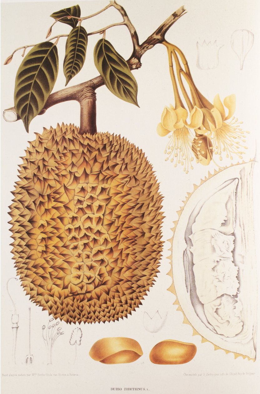 Durio zibethinus/Durian/durion - Unbekannt