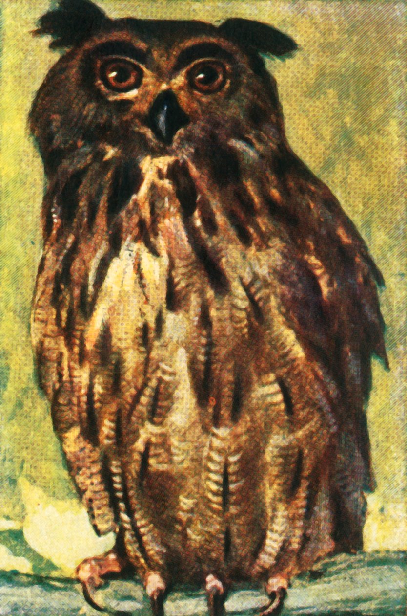 Hibou grand-duc, vers 1928 - Unbekannt