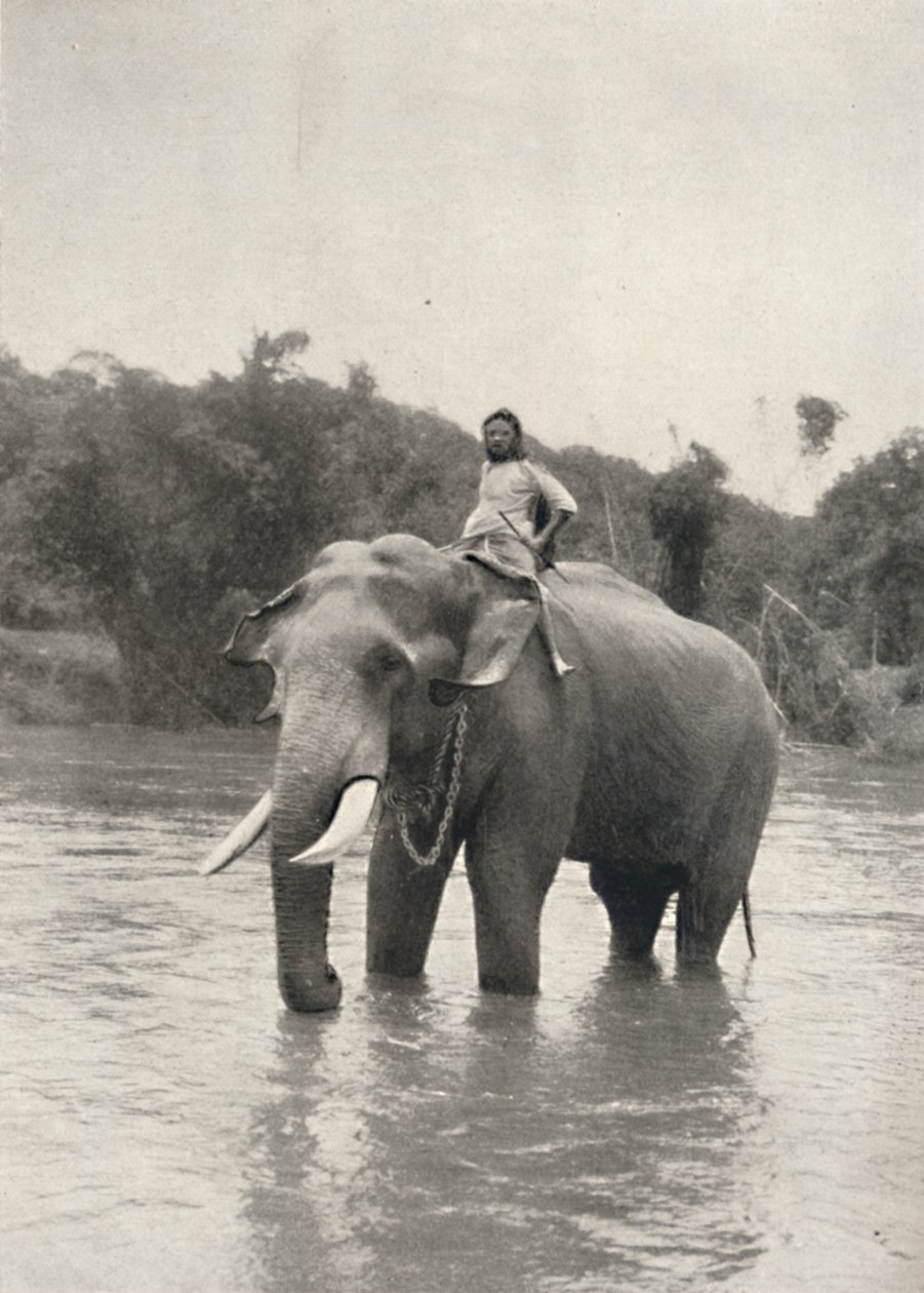 Éléphant avec cornac à Mahavaliganga, 1926 - Unbekannt