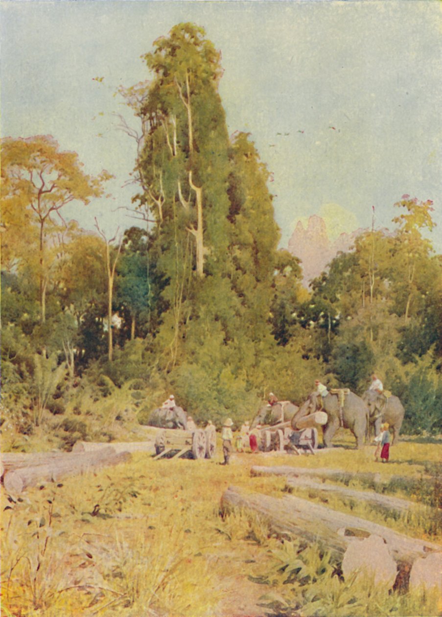 Éléphants empilant du teck, 1924 - Unbekannt