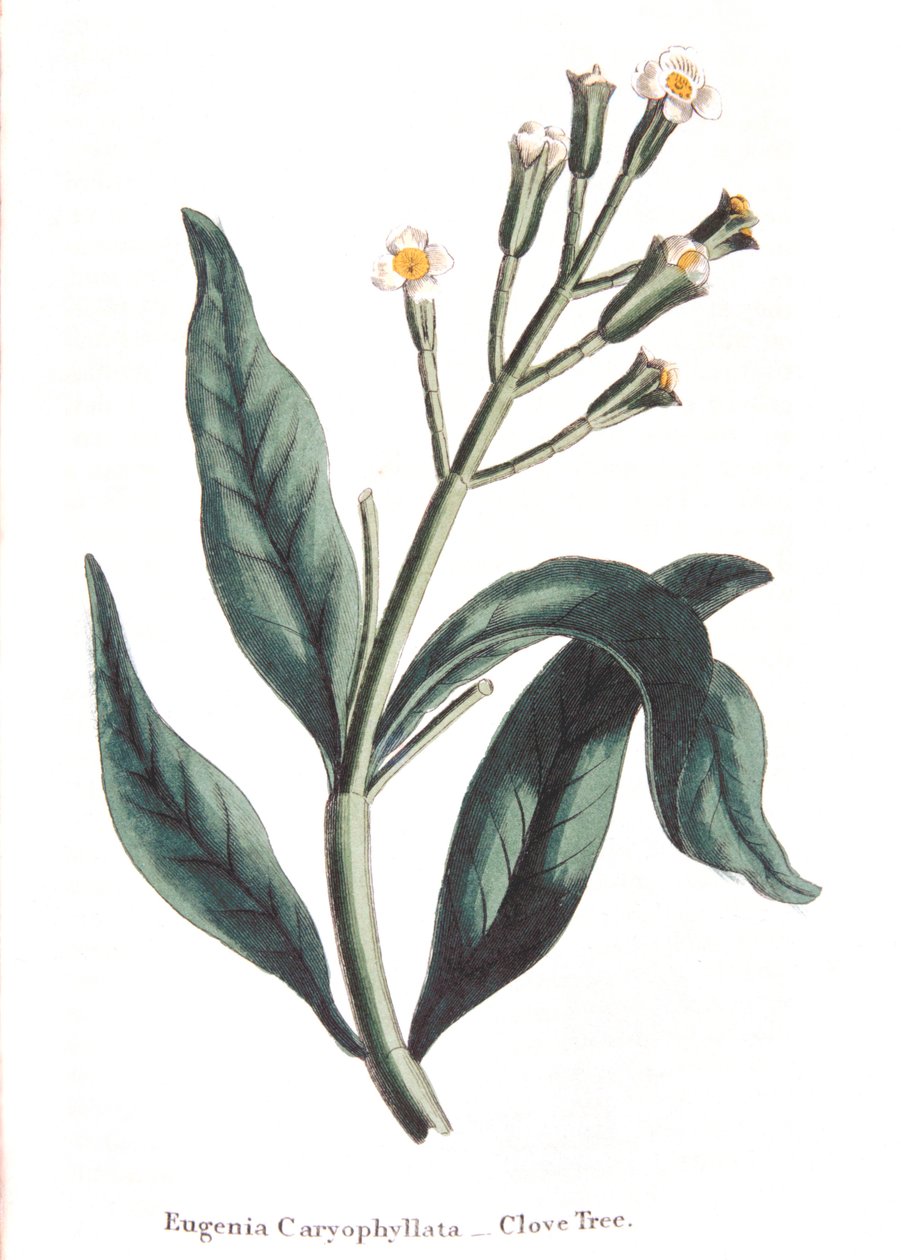 Eugenia caryophyllata - arbre à clous de girofle - Unbekannt