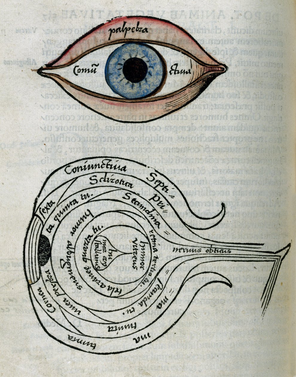 Structure des yeux - Unbekannt