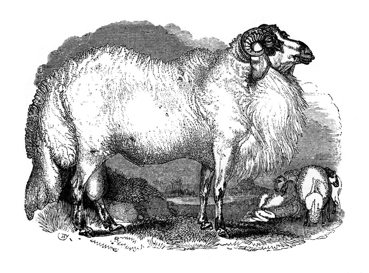 Mouton à queue grasse de Syrie, 1848 - Unbekannt