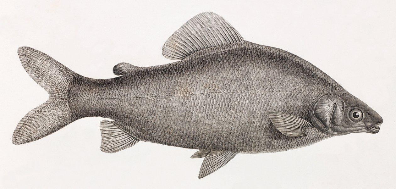 Poisson : Le Characin Nefasch - Unbekannt